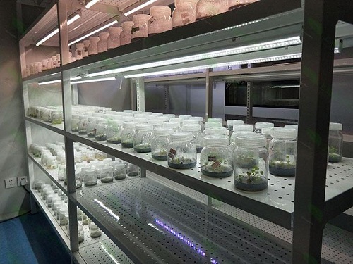 安多植物组织培养实验室设计建设方案